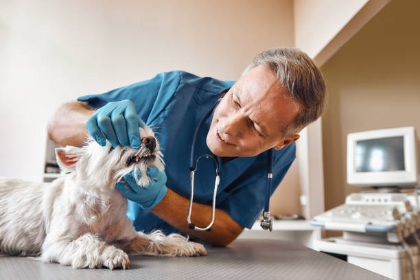 Best Walk-In Emergency Dentist in Tawas City, MI